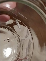 Yponomeuta evonymella