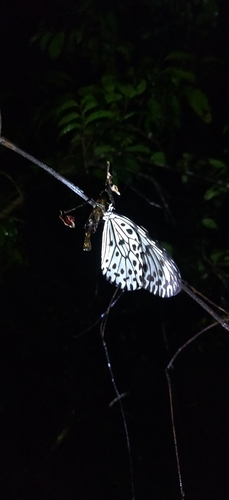 Malabar Tree Nymph