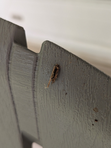 Common Bagworm Moth