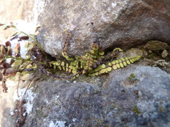 Asplenium trichomanes