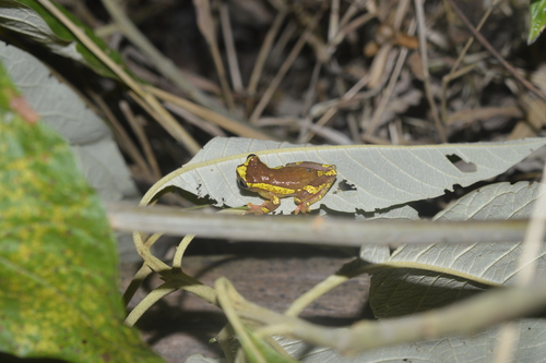Dendropsophus sarayacuensis, 2026-08-01