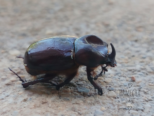 Phyllognathus excavatus