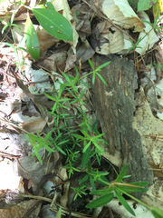 Galium uniflorum