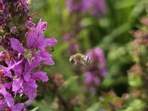 Foto von Blutweiderich-Langhornbiene