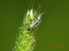Malachius bipustulatus