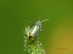 Malachius bipustulatus