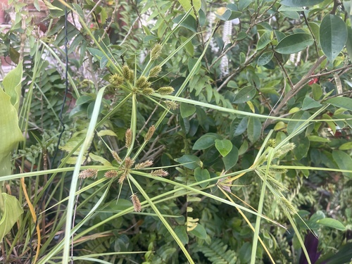 Cyperus cyperinus observed 2026-08-05