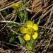 Prairie Buttercup - Photo (c) aarongunnar, some rights reserved (CC BY), uploaded by aarongunnar