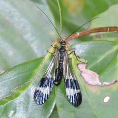 Panorpa japonica