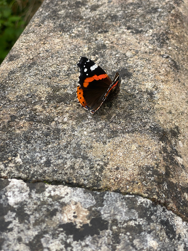 Red Admiral