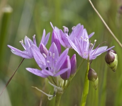 Allium unifolium