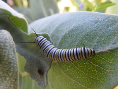 Danaus plexippus