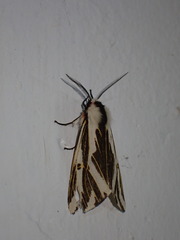 Eospilarctia formosana