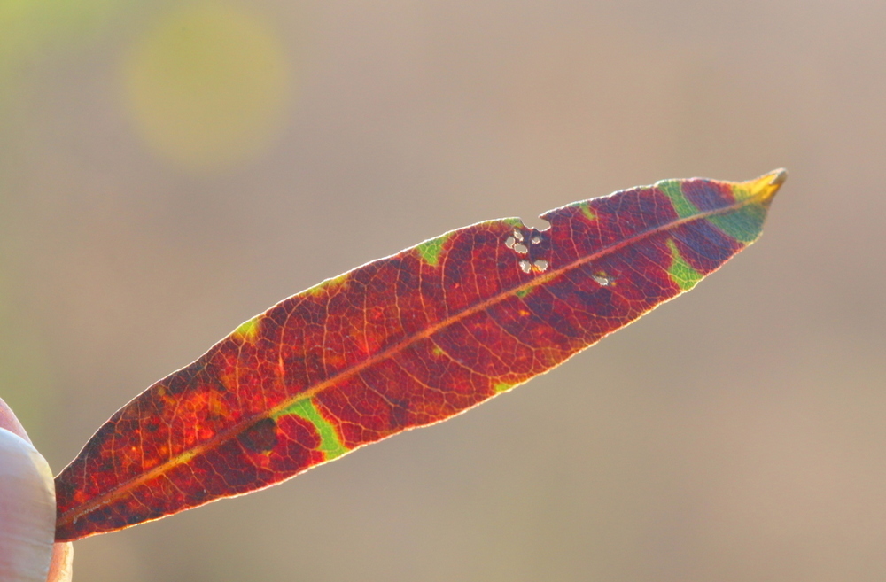 Muribasidiospora
