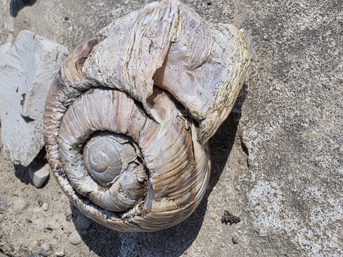 Turkish Snail