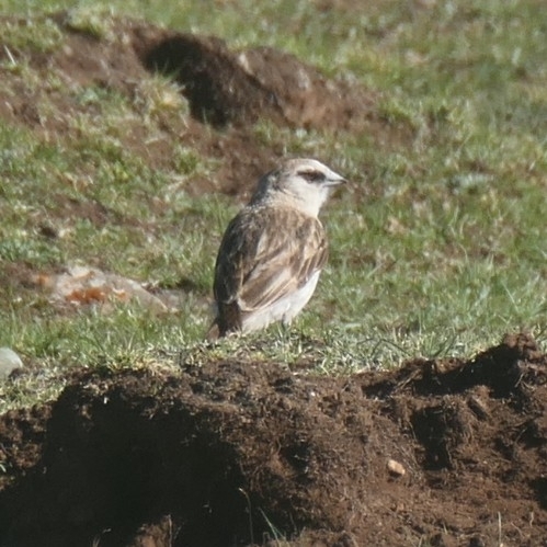 White-rumped Snowfinch (Onychostruthus taczanowskii), photo 1
