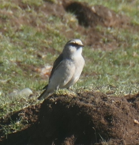 White-rumped Snowfinch (Onychostruthus taczanowskii), photo 2