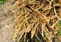 Catapodium marinum, photograph author not stated, no rights reserved