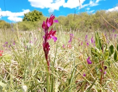 Anacamptis papilionacea papilionacea