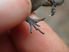 Ancylodactylus spinicollis