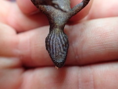 Ancylodactylus spinicollis