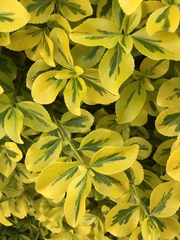 Euonymus