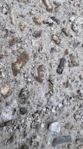 Japanese Wood Ant