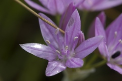 Allium unifolium