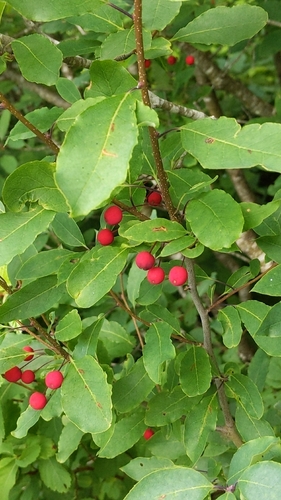 Catberry (Ilex mucronata)