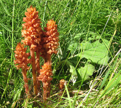 Orobanche flava