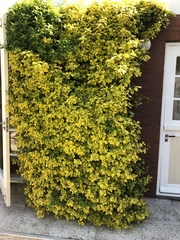 Euonymus