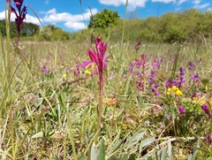Anacamptis papilionacea papilionacea