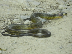 Phrynonax poecilonotus