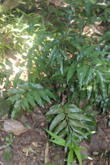 Cyrtomium luctuosum