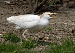 Bubulcus ibis