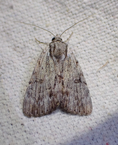 Graceful Underwing photo 5