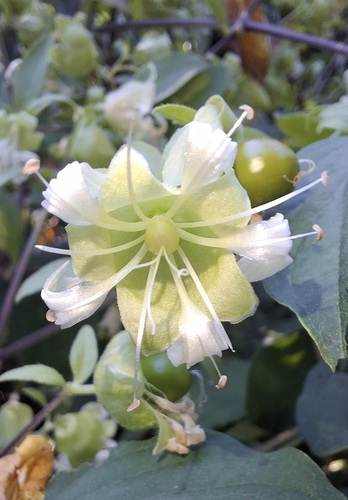Berry Catchfly