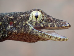 Hemidactylus muriceus