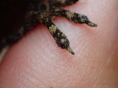 Hemidactylus muriceus