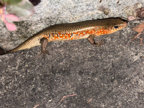 Chinese Skink