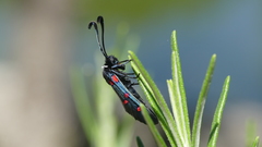 Zygaena lavandulae