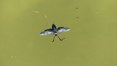 Zygaena lavandulae