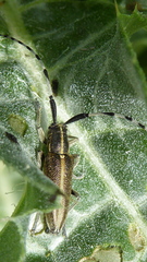 Agapanthia suturalis