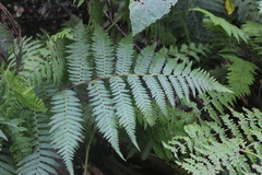 Megalastrum lanuginosum