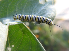 Danaus plexippus