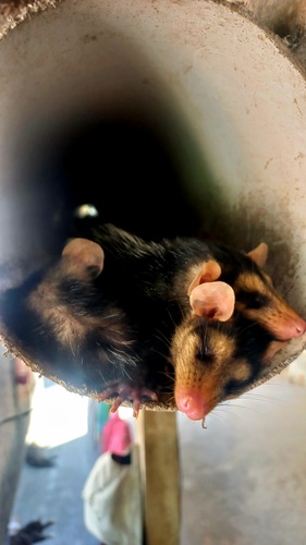 Big-eared Opossum