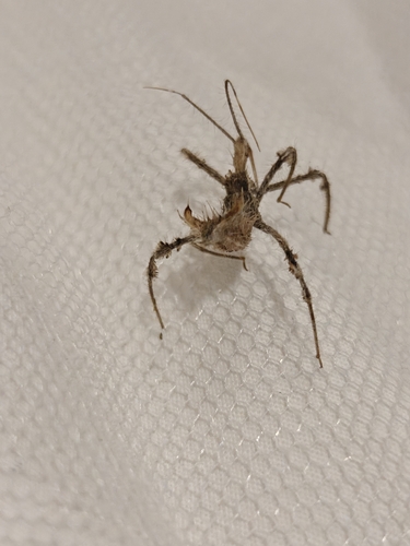 Blapton ramentaceus