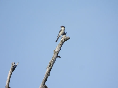 Lesser Grey Shrike