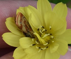 Schinia roseitincta