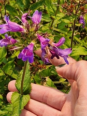Penstemon serrulatus, photograph (c) Jackie T, some rights reserved (CC BY)
